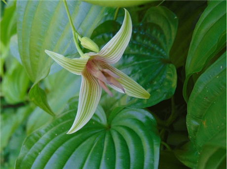 Đắk Lắk: Trồng thử nghiệm và sản xuất chế phẩm trị ho từ cây Bách bộ